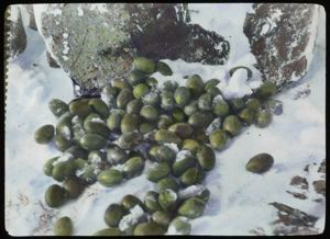 Image of Pile of Eider eggs